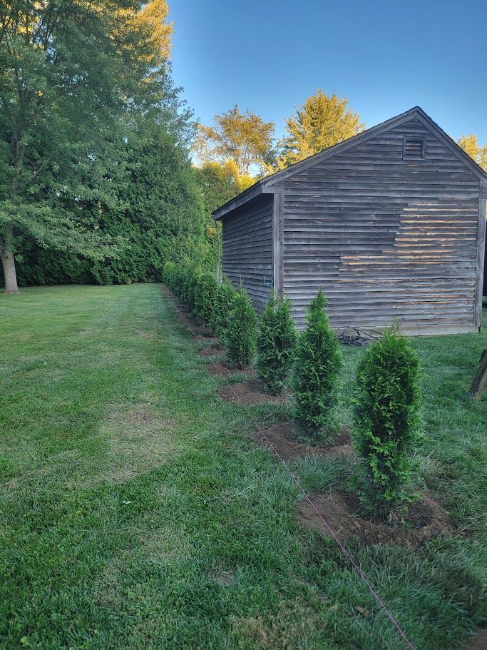 Arborvitae Trees planted by Farmer Clark's Western MA