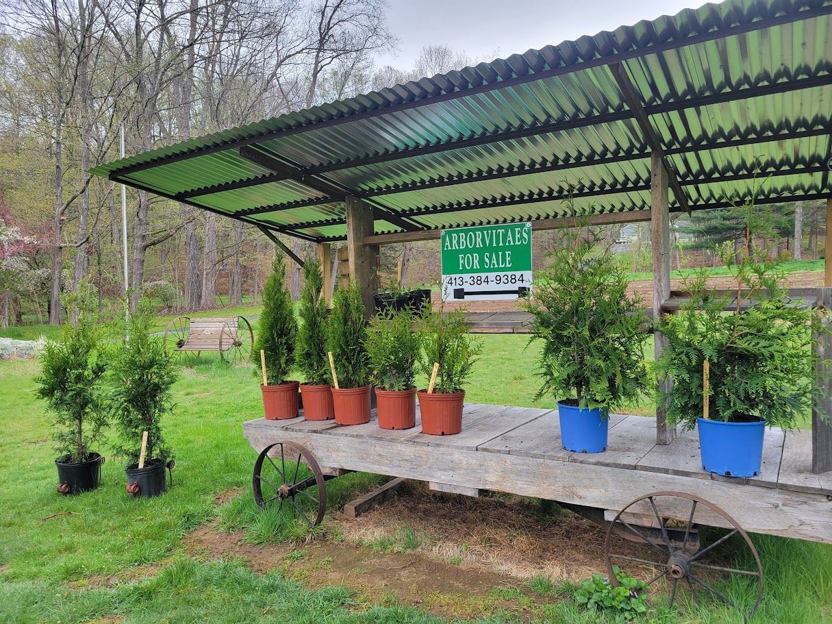 Arborvitae Trees for Sale