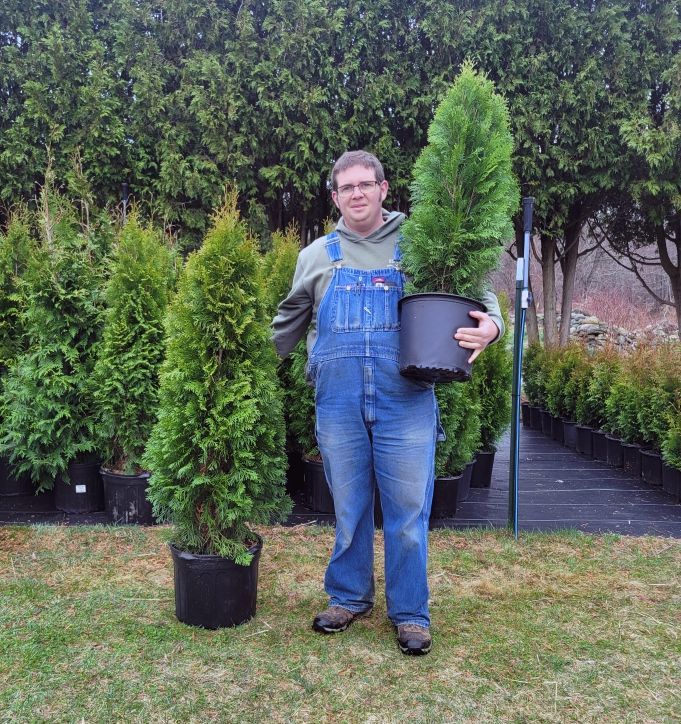 Farmer Clark's Emerald Green Arborvitaes