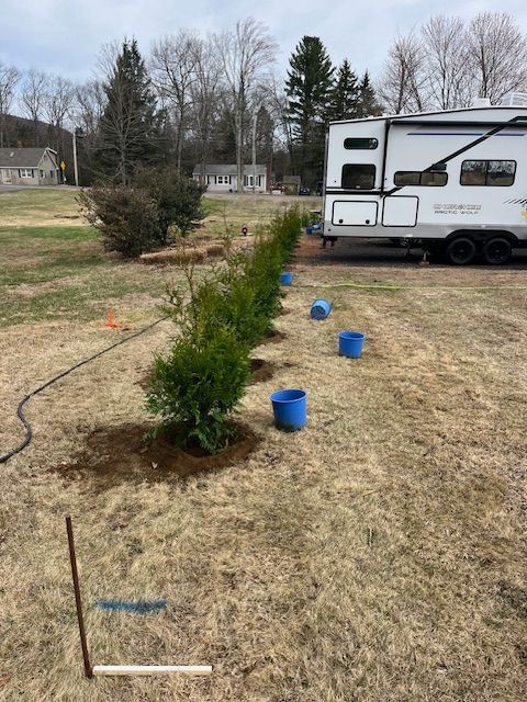 Arborvitae Trees planted by Farmer Clark's