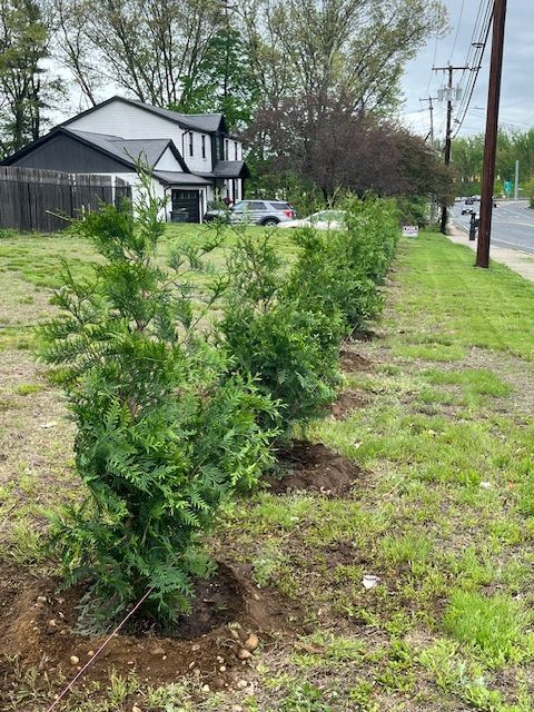 Arborvitae Trees planted by Farmer Clark's