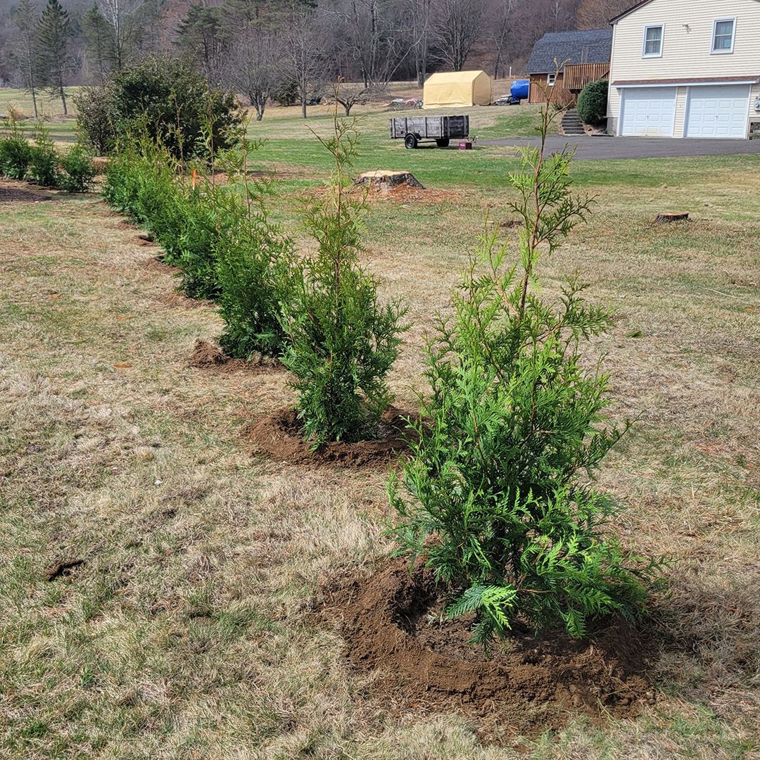 Green Giant Arborvitaes