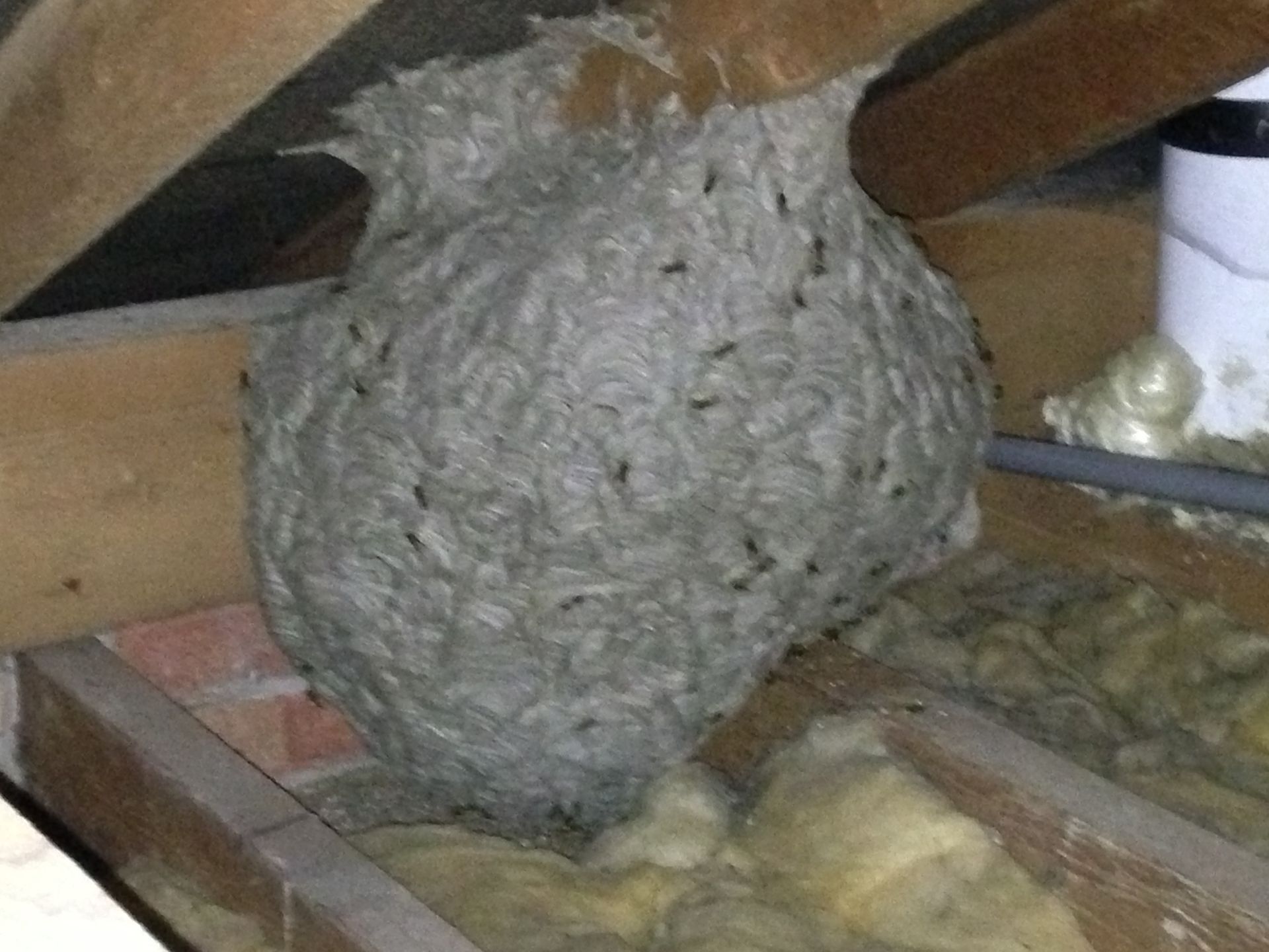active wasp nest