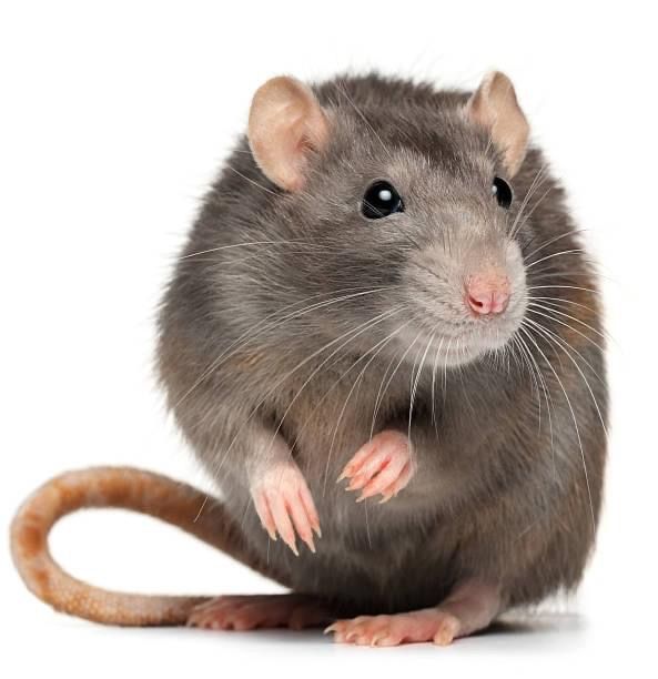 Rat treatment