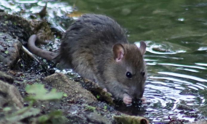 Rodent blog