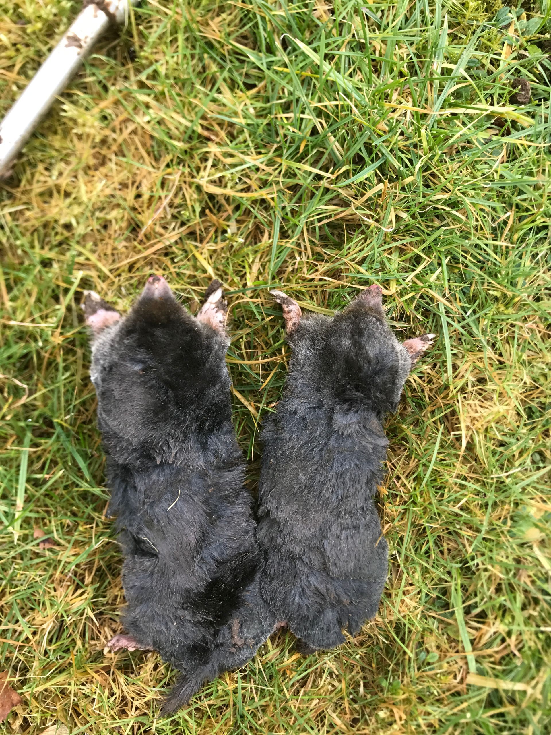Mole trapping and mole clearance