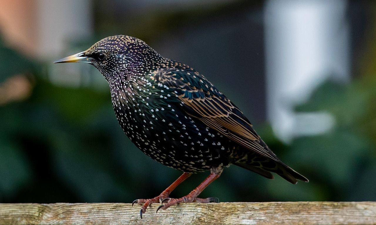 Bird Control