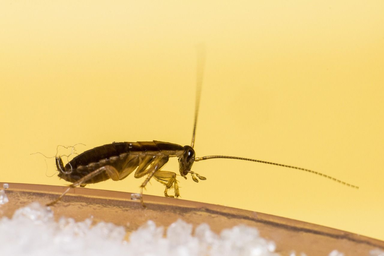 Insect control