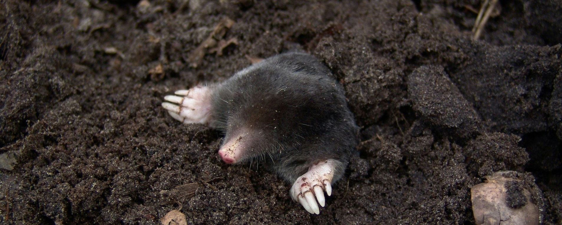 Mole Control
