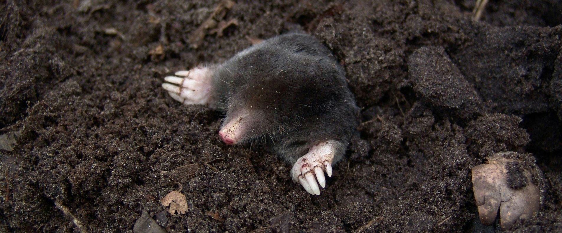 mole