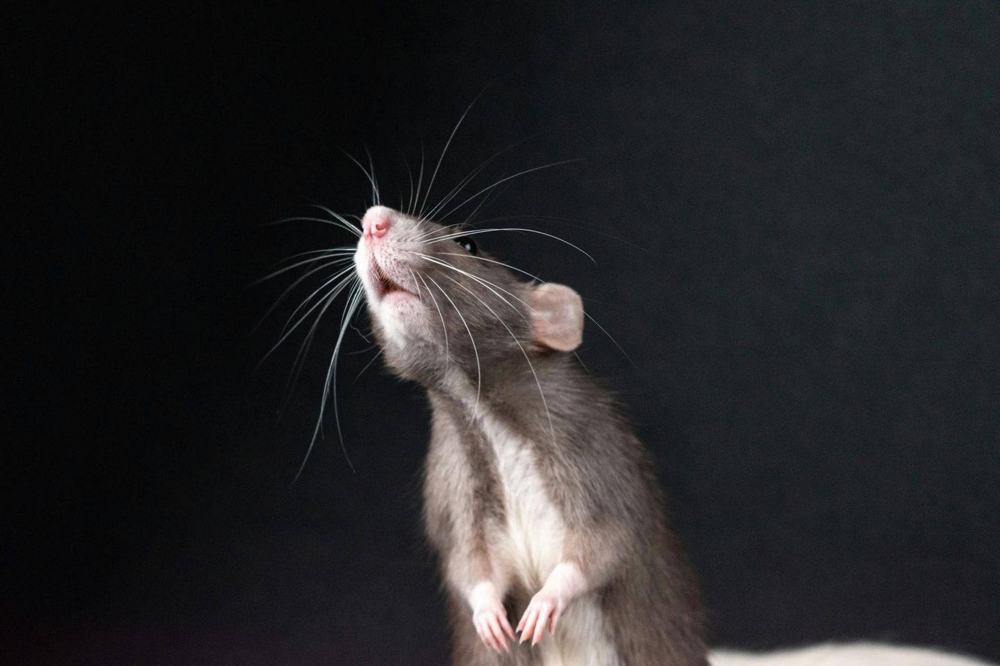 Rat Control