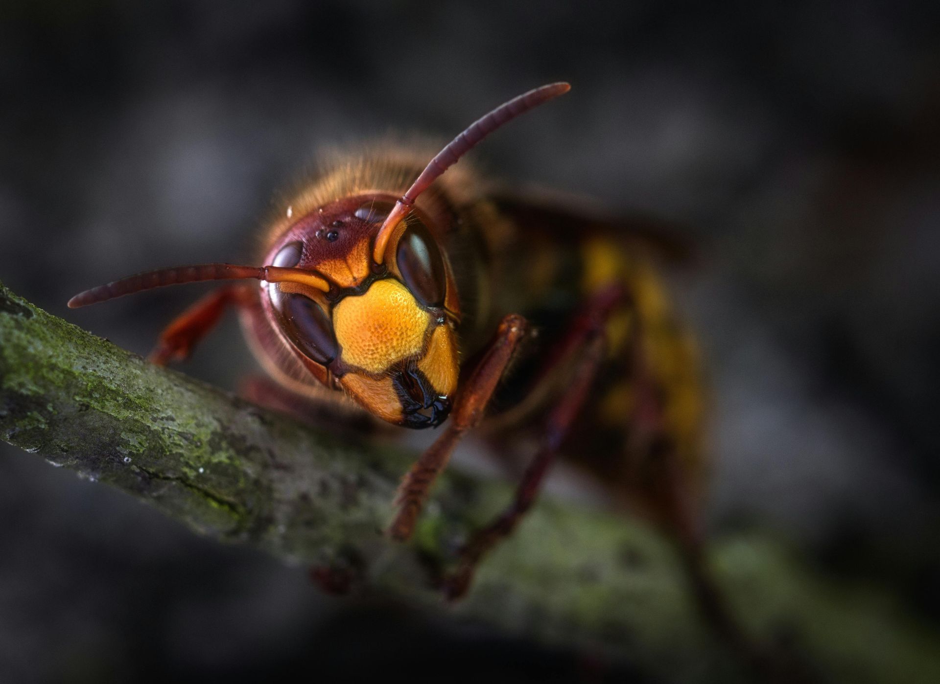 flys