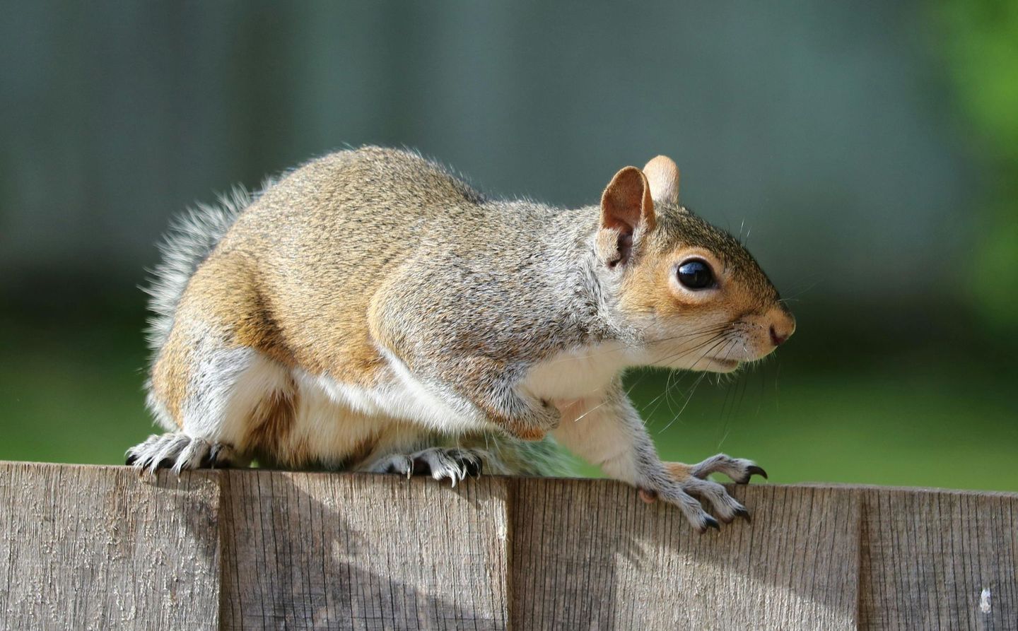 Squirrel control