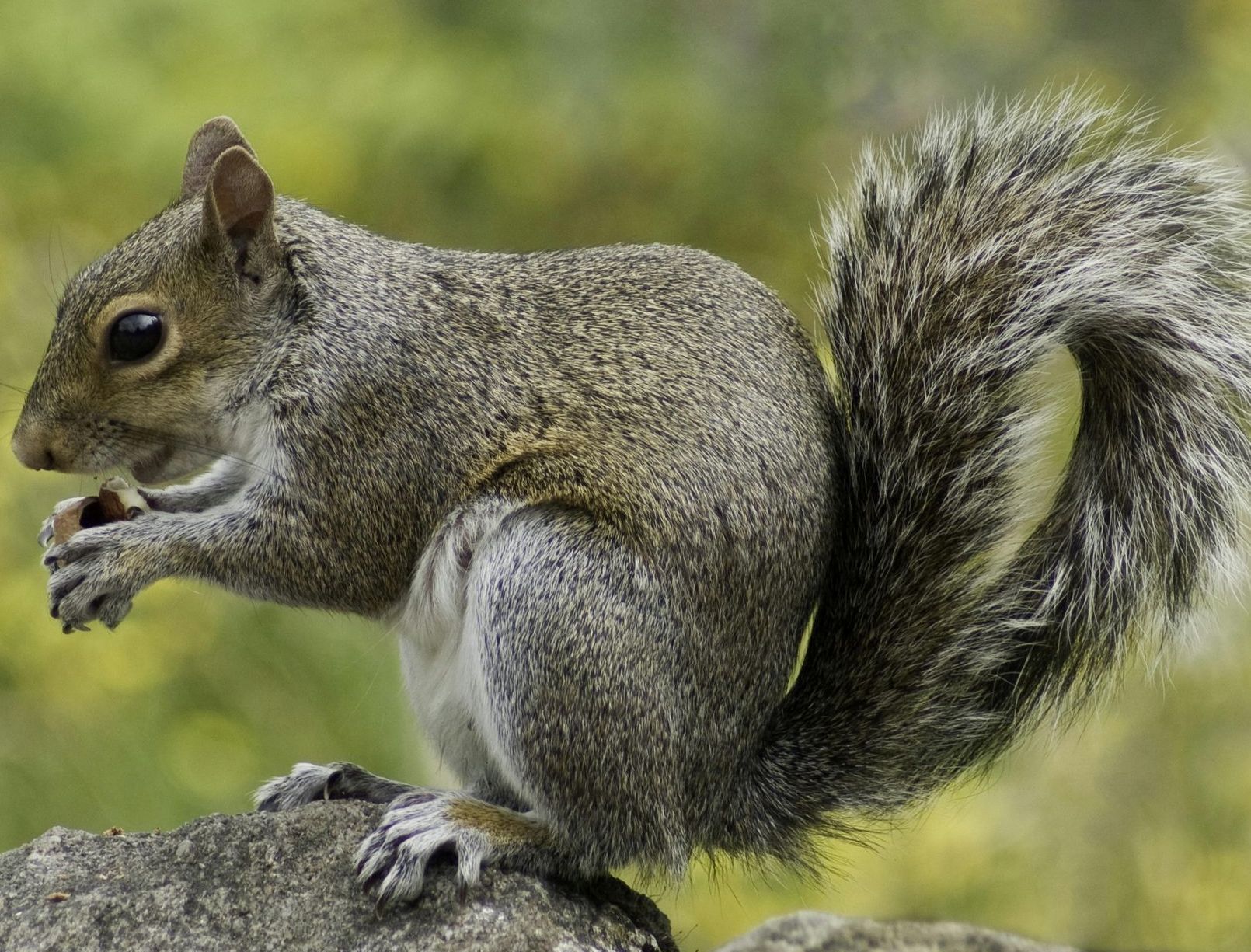 squirrel treatment