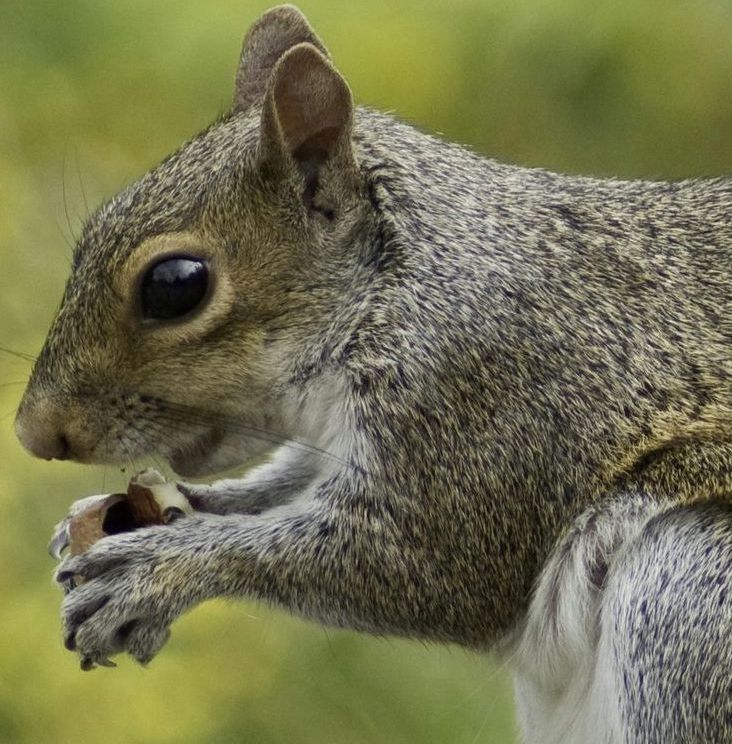 Squirrel Treatment Swindon