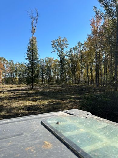 View from inside a vehicle looking at a partially cleared forest with trees and a blue sky.