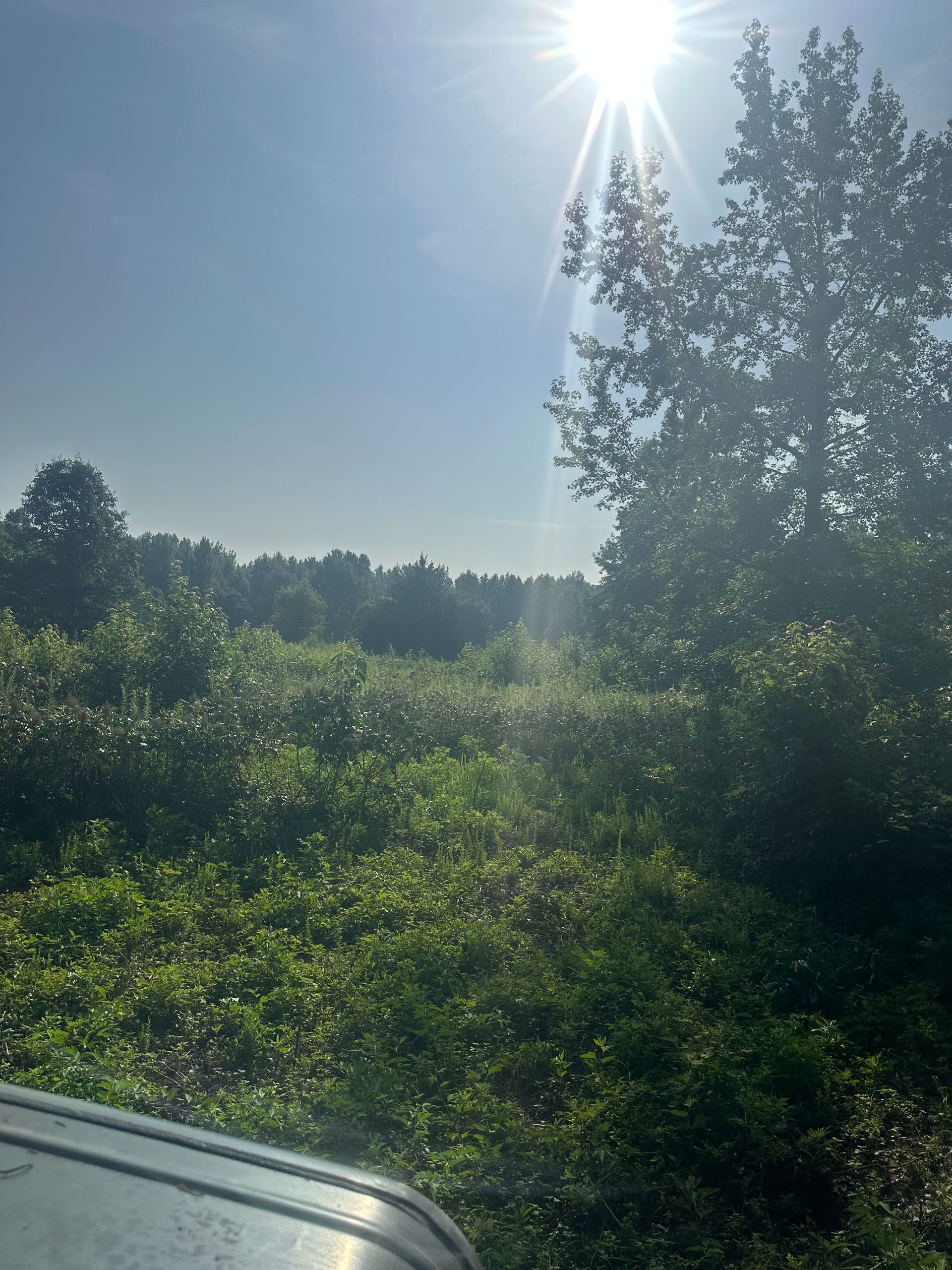 Sun shining over a field of green foliage and trees on a bright day.