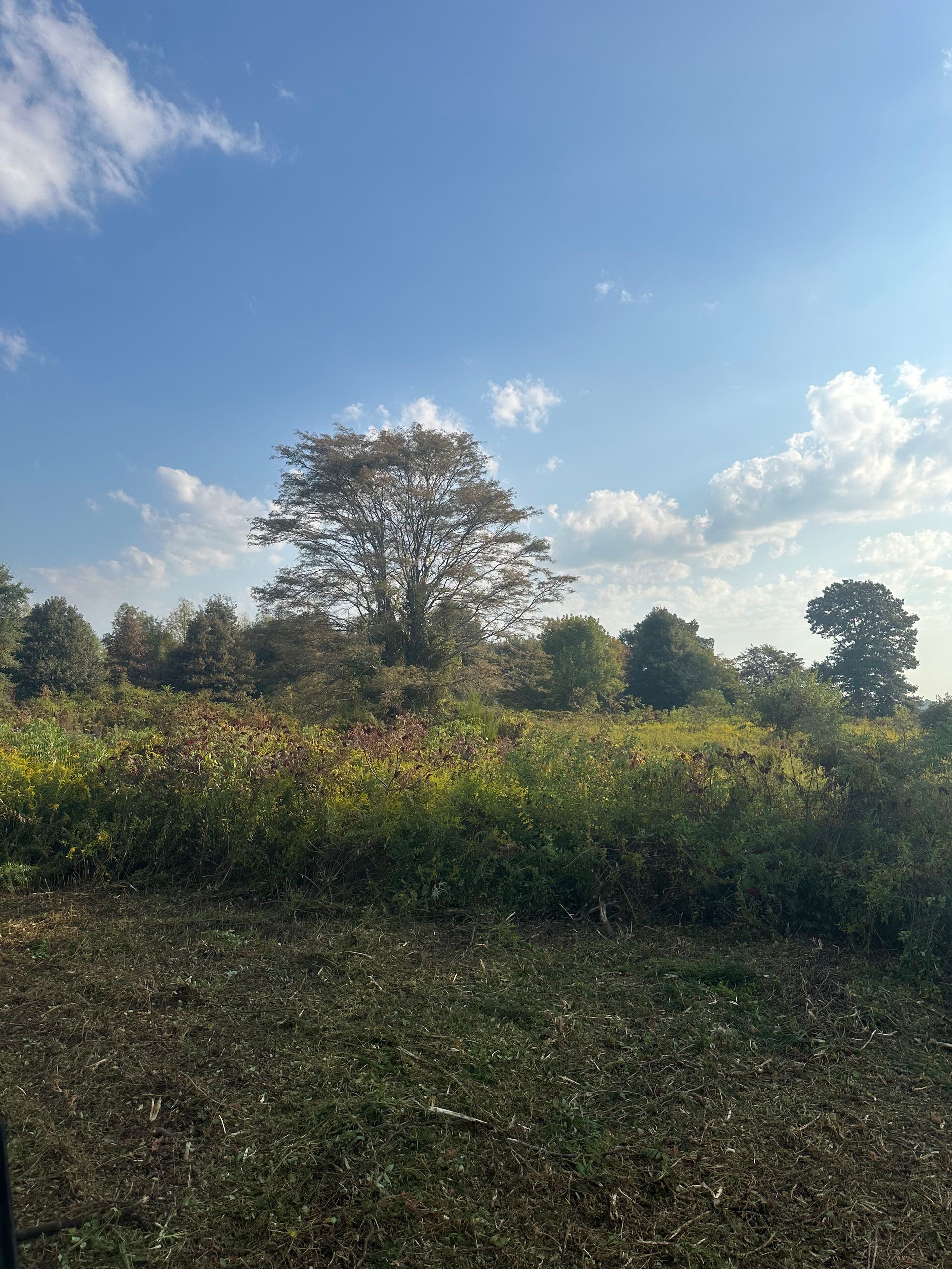 Field of wildflowers and trees under a blue sky with scattered clouds.