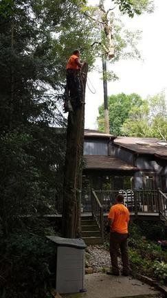Man Climbing a Tree — Canton, OH — Bowman's Tree Service