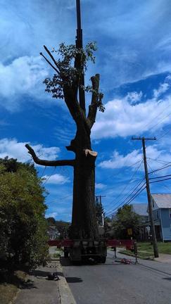 Trimmed Tree — Canton, OH — Bowman's Tree Service