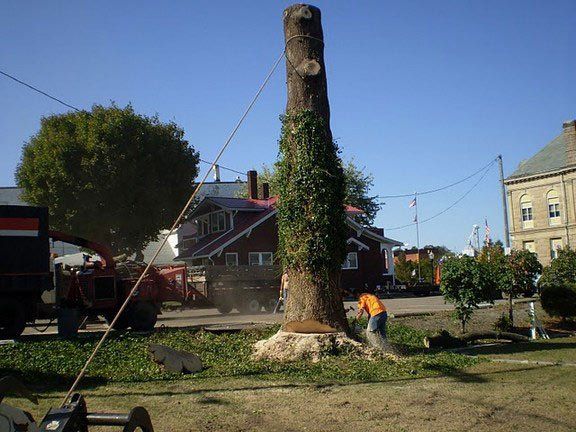 Rope Holding a Tree — Canton, OH — Bowman's Tree Service