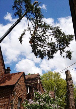 Tree Leaning on A House — Canton, OH — Bowman's Tree Service