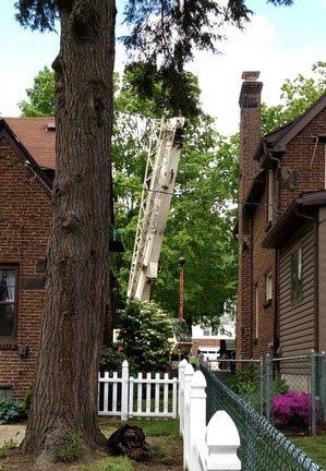 Tall Tree Outside the House — Canton, OH — Bowman's Tree Service