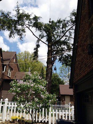 Trimming Tree Outside the House — Canton, OH — Bowman's Tree Service