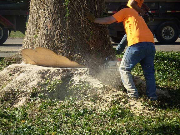 Man Cutting Tree Using Chainsaw — Canton, OH — Bowman's Tree Service