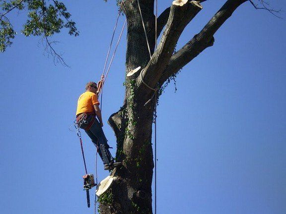 Man on A Tree with Harness — Canton, OH — Bowman's Tree Service