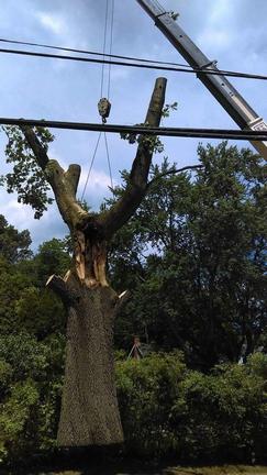 After Trimming a Tree — Canton, OH — Bowman's Tree Service