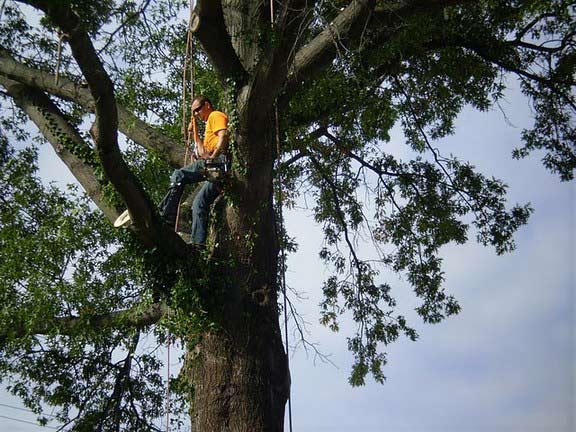 Man on A Branch of A Tree — Canton, OH — Bowman's Tree Service