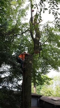 Climbing a Tree with Harness — Canton, OH — Bowman's Tree Service