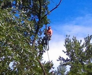 Man Hanging on A Tree — Canton, OH — Bowman's Tree Service