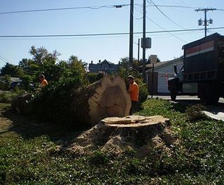 Men with A Fallen Tree — Canton, OH — Bowman's Tree Service