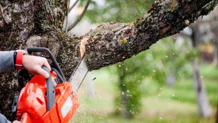 Cutting Branch of A Tree — Canton, OH — Bowman's Tree Service