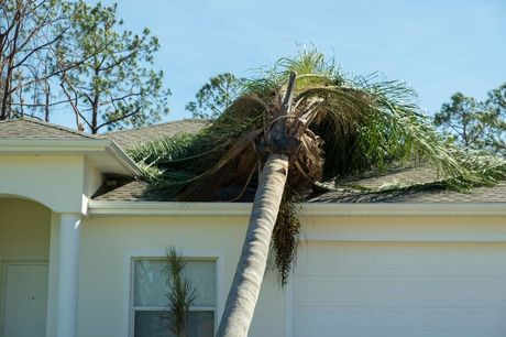A palm tree has fallen onto the roof of a suburban house on a sunny day.