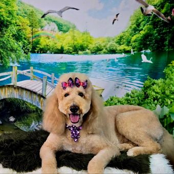 A brown and white dog wearing a purple necklace