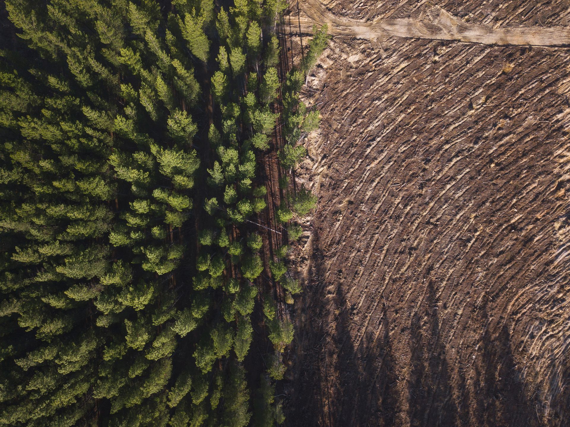 Aerial view: a green forest next to a clear-cut brown area; stark contrast between untouched and harvested trees.