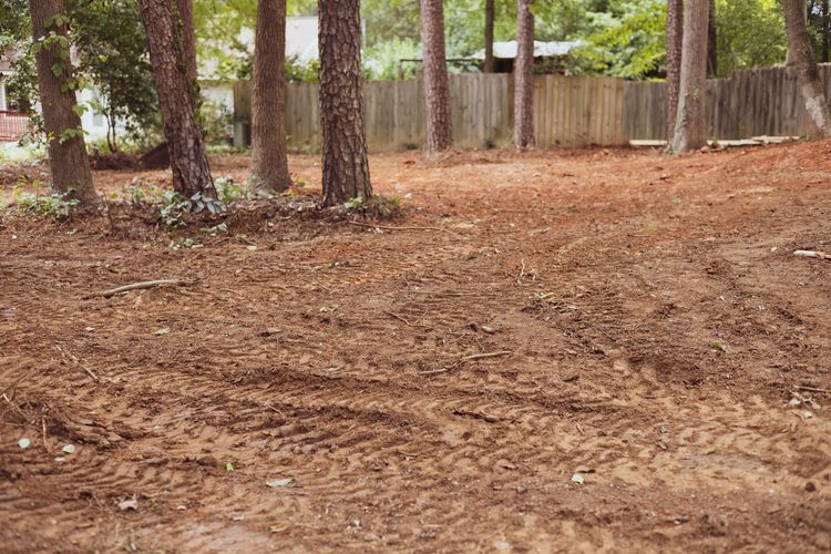 Brown dirt ground with tire tracks and several pine trees. Wooden fence in background.