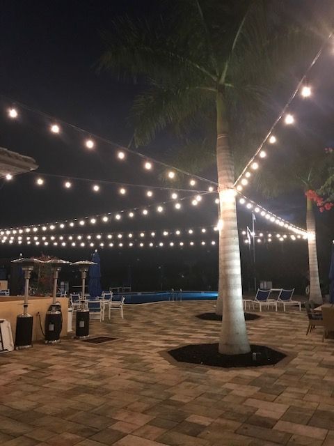 palm tree with dinner lights strung from it.