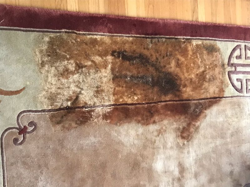 pet odor removal san rafael, pet odor cleaning san rafael