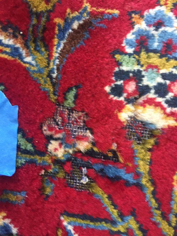 repairing moth eaten rug and get rid of larva