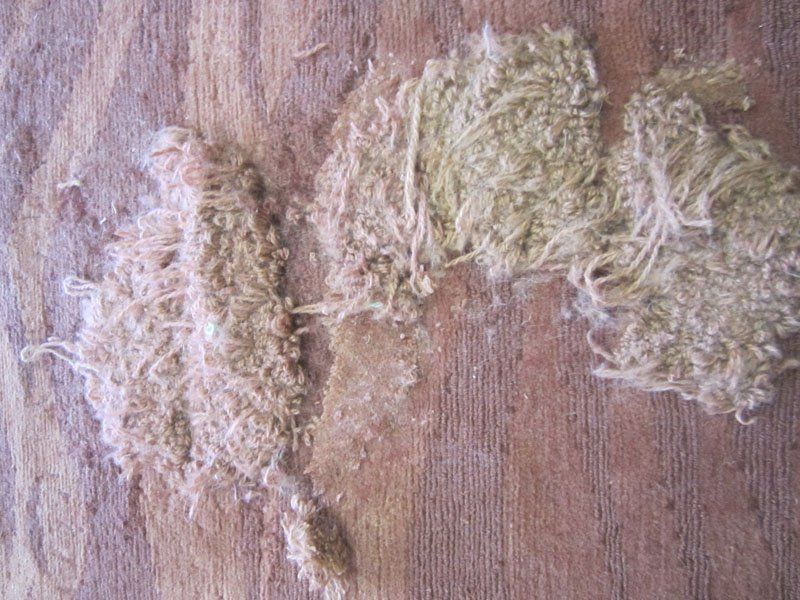 MOTH DAMAGE RUG REPAIR OAKLAND