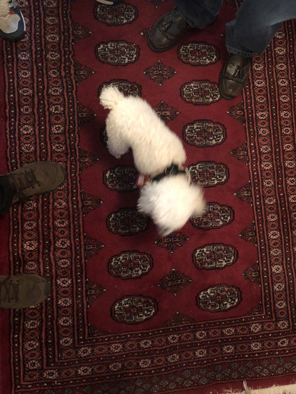removing pet odor from oriental rugs, area rug pet odor removal berkeley
