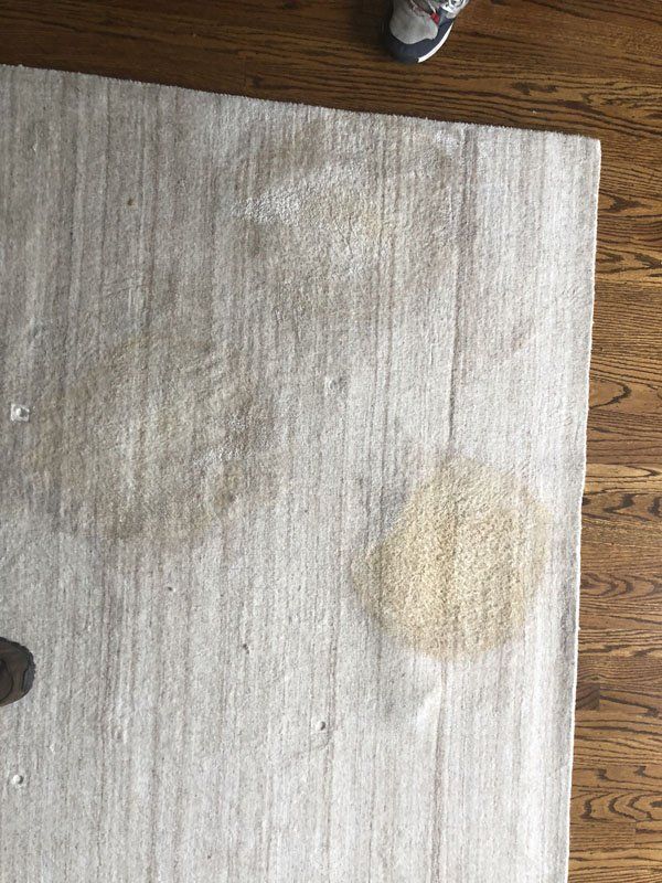 remove dog pee from viscose rug san francisco, remove cat pee from viscose rug