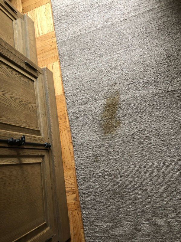 washing rug with dog accident oakland, rug with dog accident cleaning