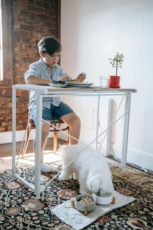 pet odor removal in mill valley