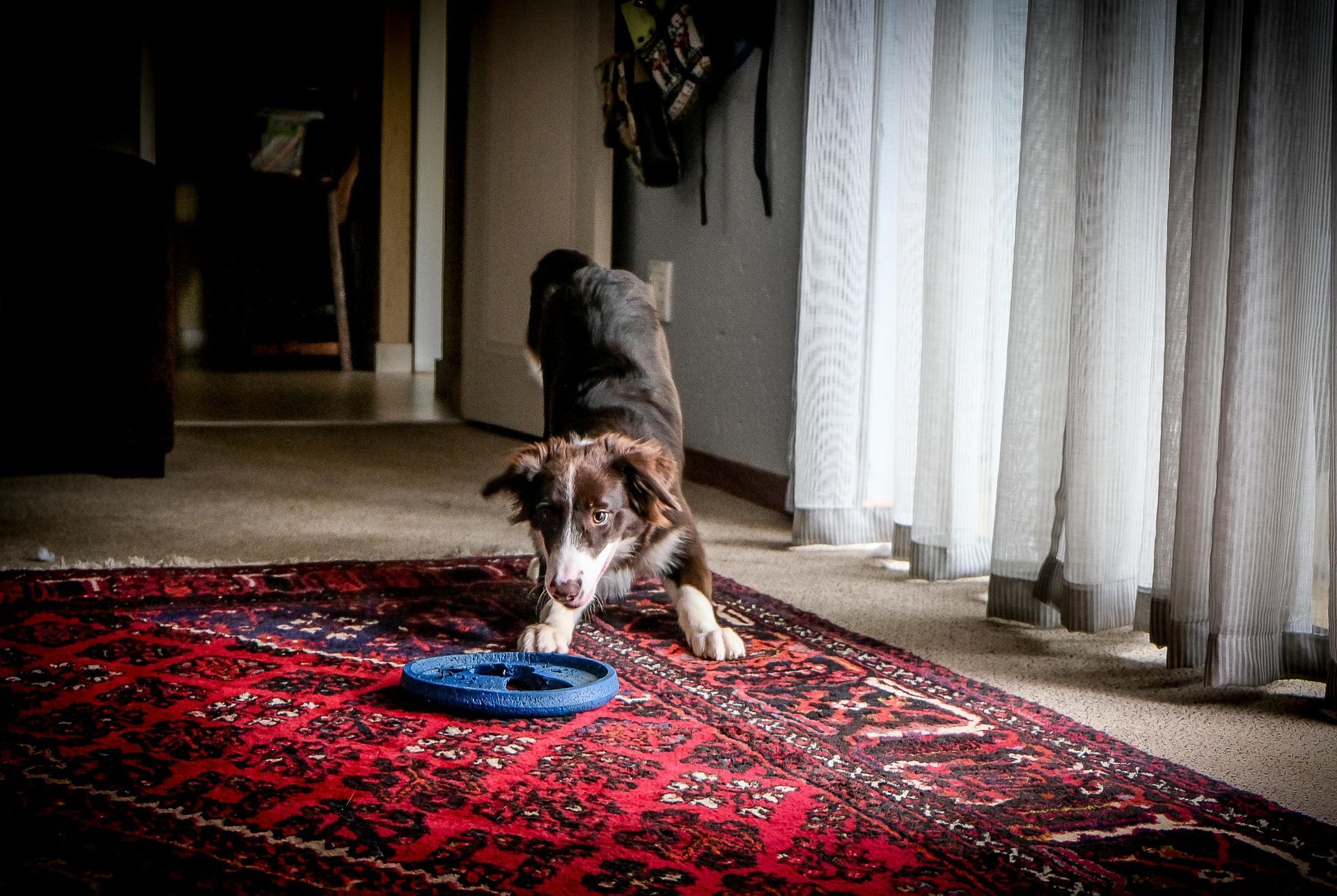 dog and cat stain remove from oriental rugs , dog urine remove from rug