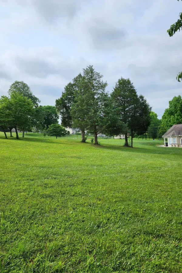 tree service company kingsport tn